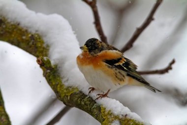Kışın Brambling, Fringilla montifringilla