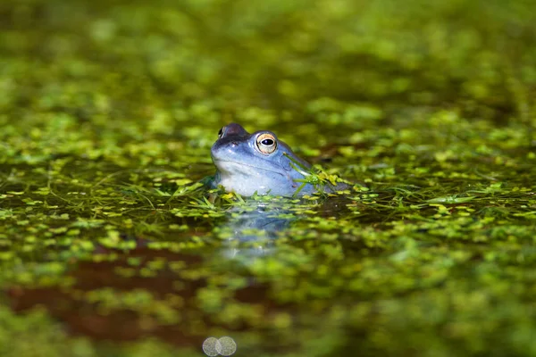 Mağara kurbağasının mavi erkekleri (Rana arvalis) gölette