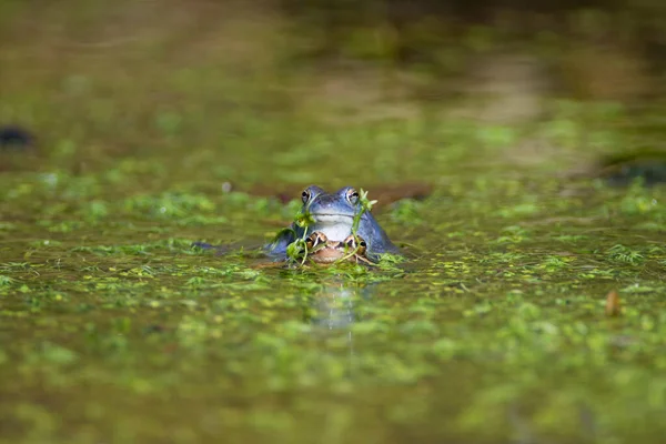 Mağara kurbağasının mavi erkekleri (Rana arvalis) gölette
