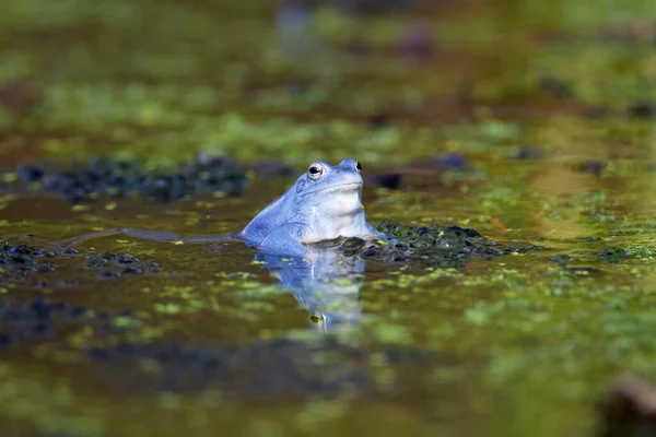 池の中の湿原カエル Rana Arvalis の青いオス — ストック写真