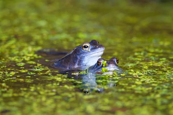 Mağara kurbağasının mavi erkekleri (Rana arvalis) gölette