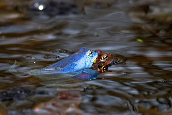 池の中の湿原カエル Rana Arvalis との出会い — ストック写真