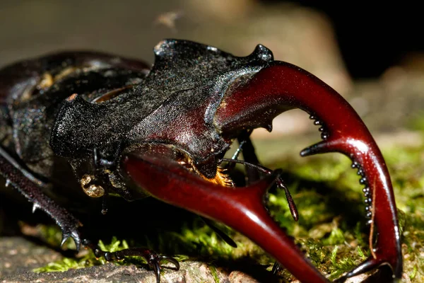 Hırvatistan 'ın meşe ormanındaki erkek geyik böceğinin yakın çekimi