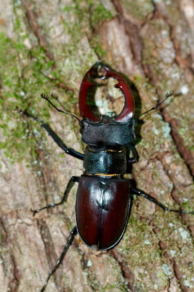 Gros Plan Cerf Mâle Dans Une Forêt Chênes Croatie — Photo