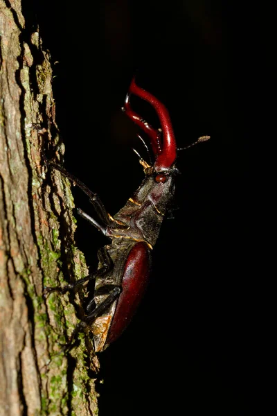 克罗地亚橡木林中雄鹿甲虫的特写 — 图库照片