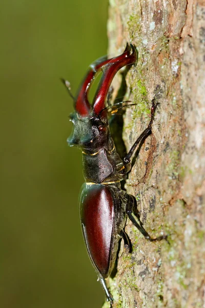 Hırvatistan 'ın meşe ormanındaki erkek geyik böceğinin yakın çekimi
