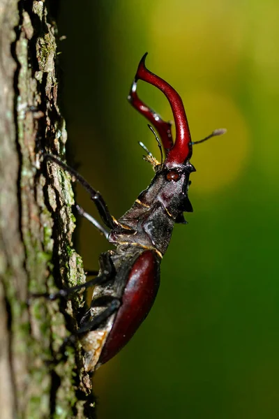 Close Male Stag Beetle Oak Forest Croatia — Stock Photo, Image