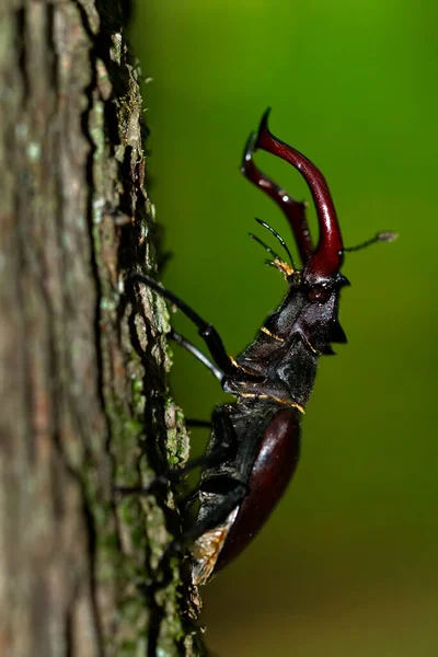 Primer Plano Del Escarabajo Ciervo Macho Bosque Robles Croacia —  Fotos de Stock