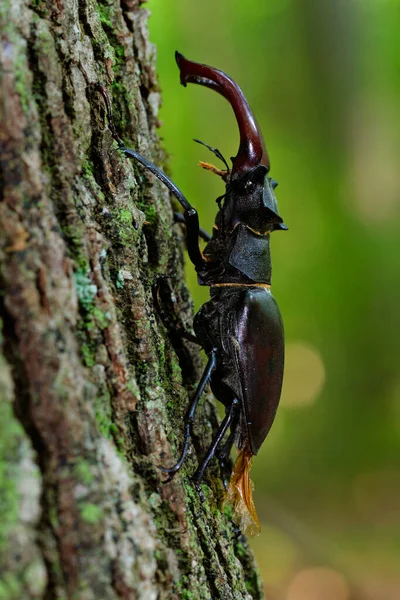 Close Male Stag Beetle Oak Forest Croatia — Stock Photo, Image