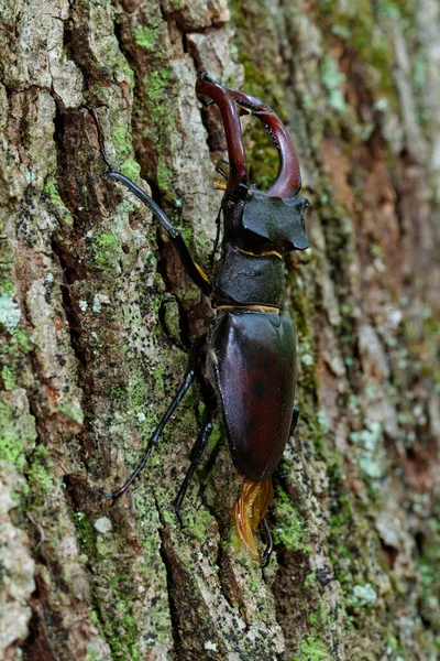 Primer Plano Del Escarabajo Ciervo Macho Bosque Robles Croacia — Foto de Stock