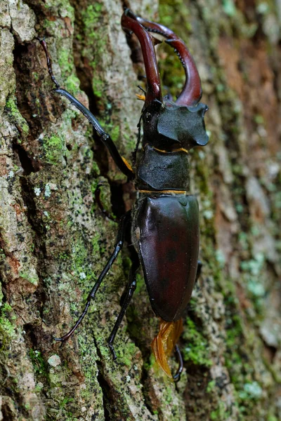 Primer Plano Del Escarabajo Ciervo Macho Bosque Robles Croacia —  Fotos de Stock