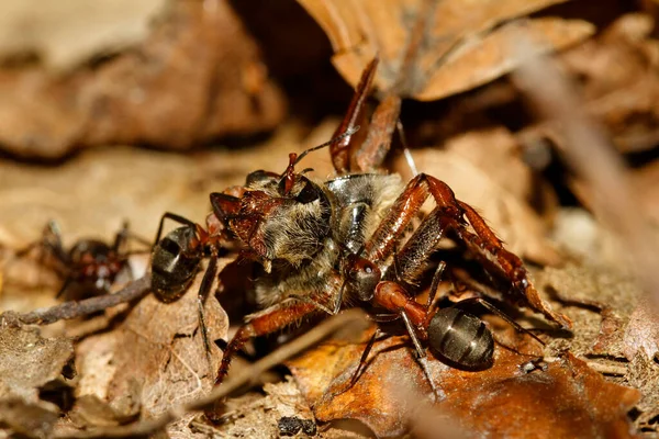 红木蚂蚁Formica Rufa的特写 — 图库照片