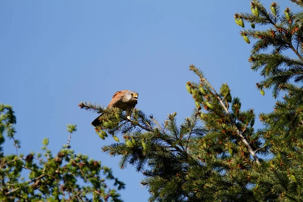 Common Kestrel Falco Tinnunculus Eating Prey Branch — Stock Photo, Image