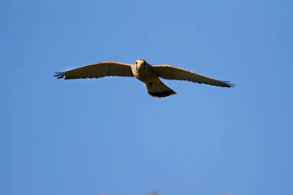 Звичайний Кестрель Falco Tinnunculus Польоті — стокове фото