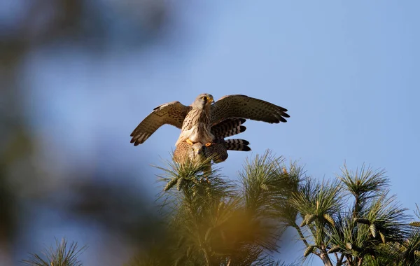 Звичайне Спарювання Кестрелів Falco Tinnunculus — стокове фото