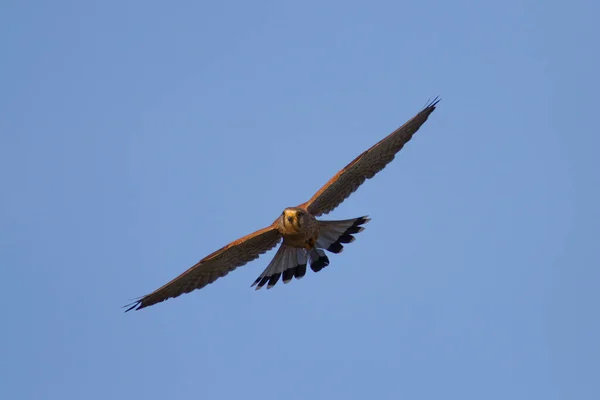 Звичайний Кестрель Falco Tinnunculus Польоті — стокове фото