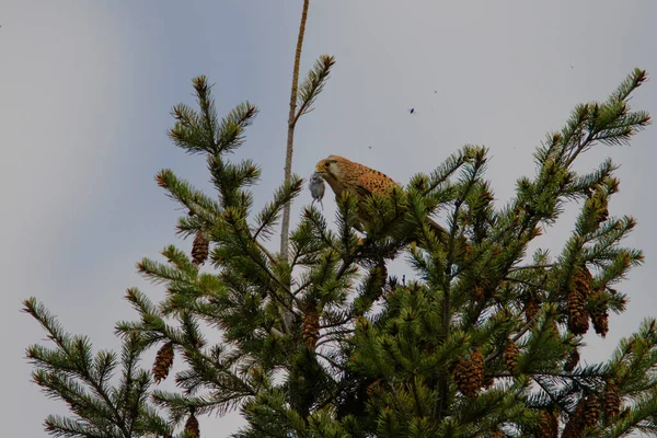 Common Kestrel Falco Tinnunculus Eating Prey Branch — Stock Photo, Image