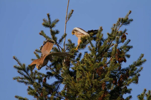 Der Turmfalke Falco Tinnunculus Frisst Beute Ast — Stockfoto