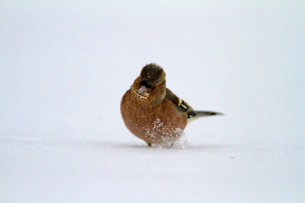 Mooie Vogel Sneeuw Achtergrond — Stockfoto