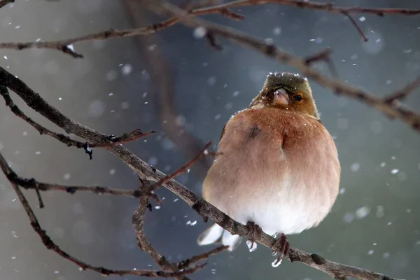 Mooie Vogel Sneeuw Achtergrond — Stockfoto