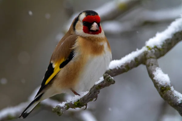 Der Stieglitz Carduelis Carduelis Winter — Stockfoto