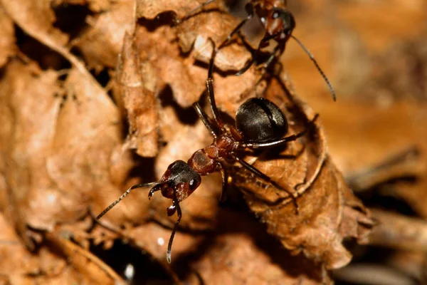 Primer Plano Hormiga Madera Roja Formica Rufa — Foto de Stock