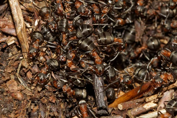 Primer Plano Hormiga Madera Roja Formica Rufa — Foto de Stock