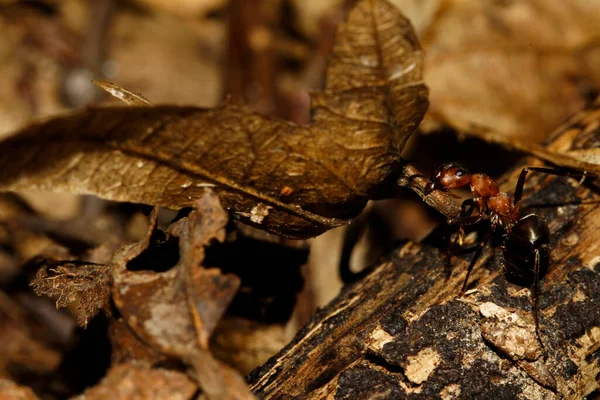 Zbliżenie Czerwonego Drewna Mrówki Formica Rufa — Zdjęcie stockowe