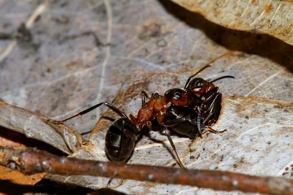 Close Red Wood Ant Formica Rufa — Stock Photo, Image