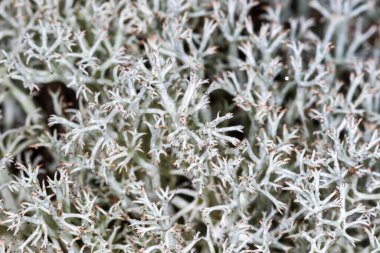 Cladonia Rangiferina 'nın yakın plan görüntüsü. Ren geyiği yosunu olarak da bilinir.