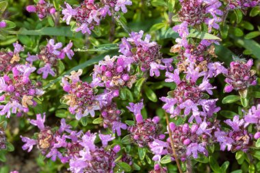 Arka planda güzel çiçekler, kapat