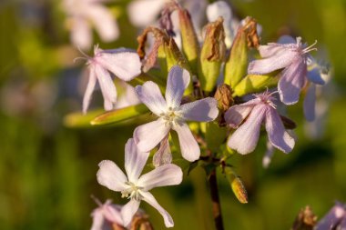 Arka planda güzel çiçekler, kapat