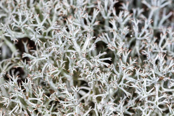 Widok Bliska Cladonia Rangiferina Znany Również Jako Porostów Reniferów — Zdjęcie stockowe