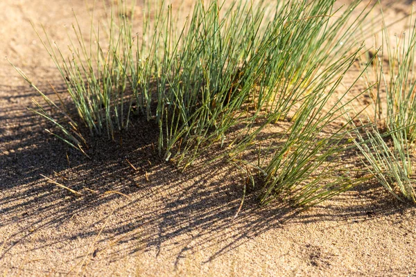 Grey Hair Grass Corynephorus Canescens Sand — Stock Photo, Image