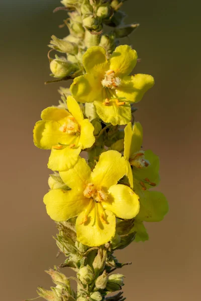 Kwiaty Verbascum Phlomoides Pomarańczowy Mullein — Zdjęcie stockowe