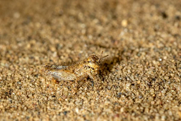 Ninfa Acrotylus Insubricus Grashopper Reserva Especial Djurdjevac Sands Croácia — Fotografia de Stock