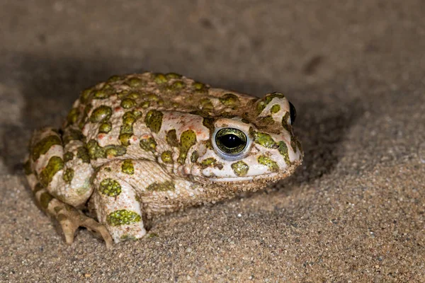 Портрет Зеленої Жаби Bufo Viridis Піску — стокове фото