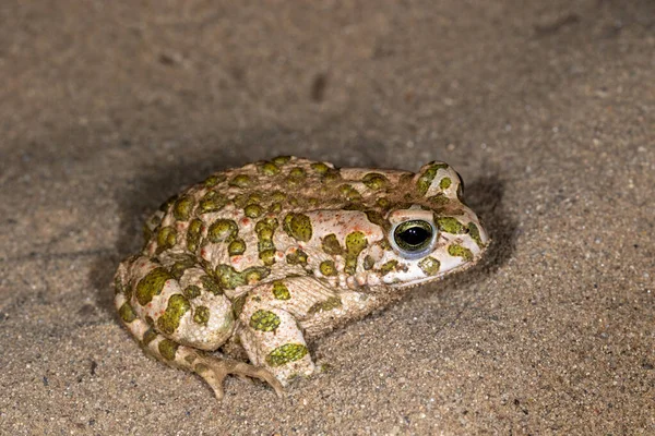 Портрет Зеленої Жаби Bufo Viridis Піску — стокове фото