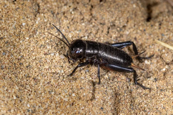 Krekel Gryllus Campestris Het Zand — Stockfoto