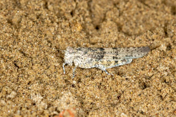 Hırvatistan Çekirgelerin Makro Portresi Sphingonotus Caerulans Özel Rezerv Djurdjevac Sands — Stok fotoğraf