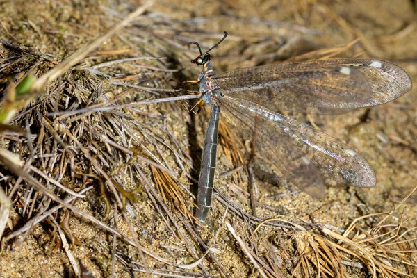 Een Mierenleeuw Myrmeleon Legt Eieren Het Zand Het Speciale Reservaat — Stockfoto