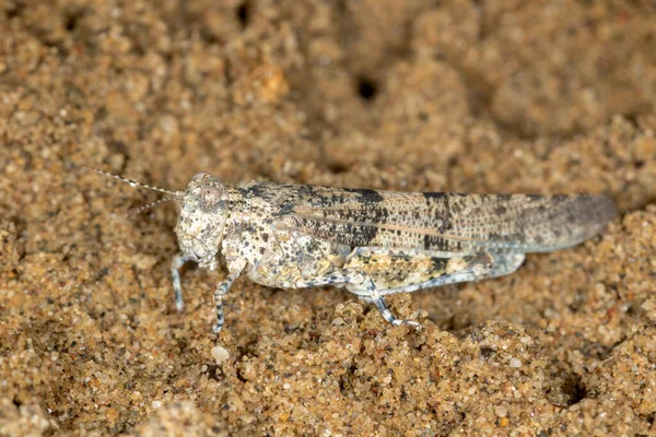 Macro Ritratto Delle Cavallette Sphingonotus Caerulans Sulla Sabbia Riserva Speciale — Foto Stock