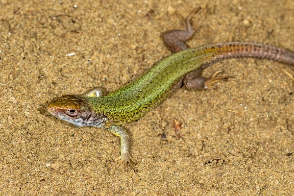 European Green Lizard Lacerta Viridis Sand — Stock Photo, Image