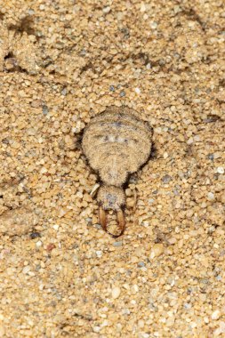 Karınca-aslan larvası Myrmeleon yerde yatıyor, kumlara gömülü.