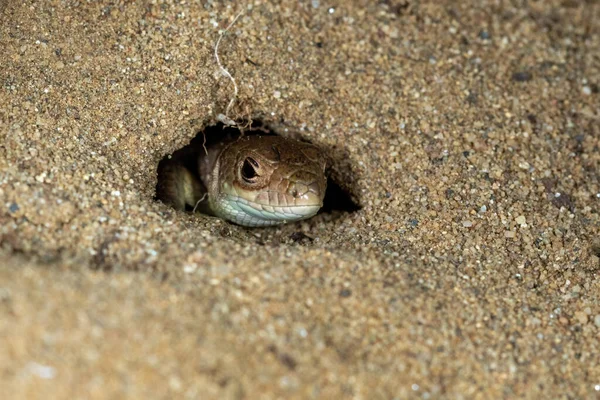 Піщана Ящірка Lacerta Agilis Ховається Піску Спеціальний Резерв Дюрджевац Підс — стокове фото