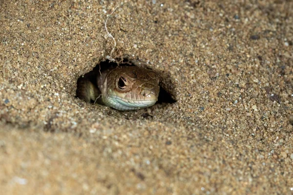 Písková Ještěrka Lacerta Agilis Skrývá Písku Zvláštní Rezerva Djurdjevac Sands — Stock fotografie