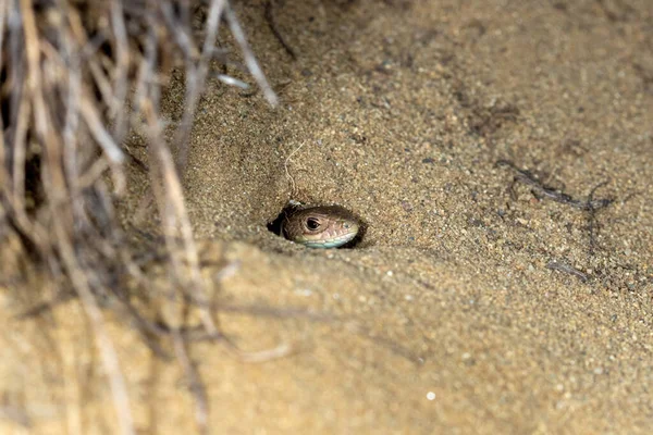 砂のトカゲ Lacerta Agilis が砂の中に隠れています クロアチアの特別保護区 Djudjevac Sands — ストック写真