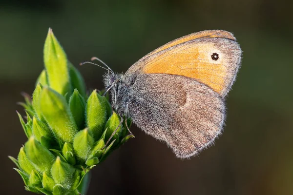 Kleine Heide Coenonympha Pamphilus Vlinder Vegetatie — Stockfoto