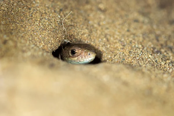 Піщана Ящірка Lacerta Agilis Ховається Піску Спеціальний Резерв Дюрджевац Підс — стокове фото