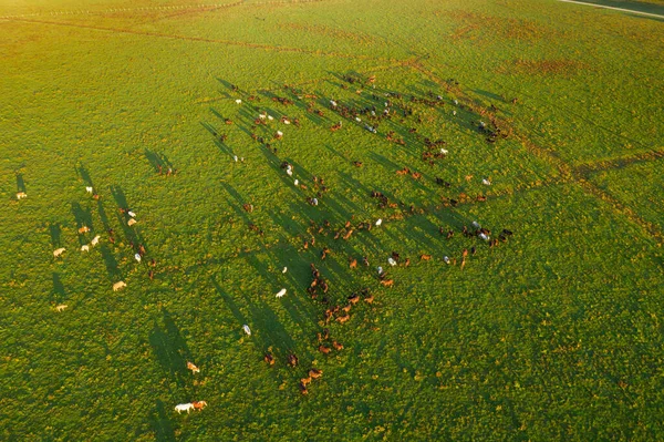 Повітряний Вид Пасовище Кіньми Довгими Тінями Рано Вранці Одрансько Польє — стокове фото